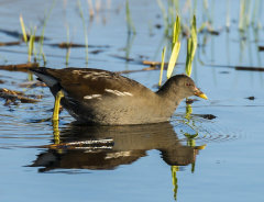 British & European Birds - Moorhen
