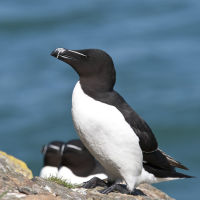 British & European Birds - Razorbill