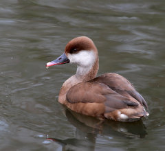 British & European Birds - Red Crested Pochard
