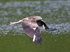 British & European Birds - Raptors