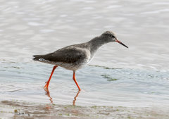 British & European Birds - Redshank