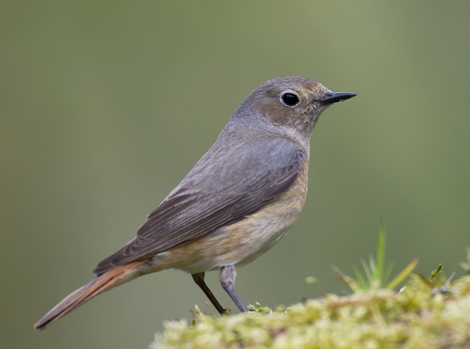 Redstart 019