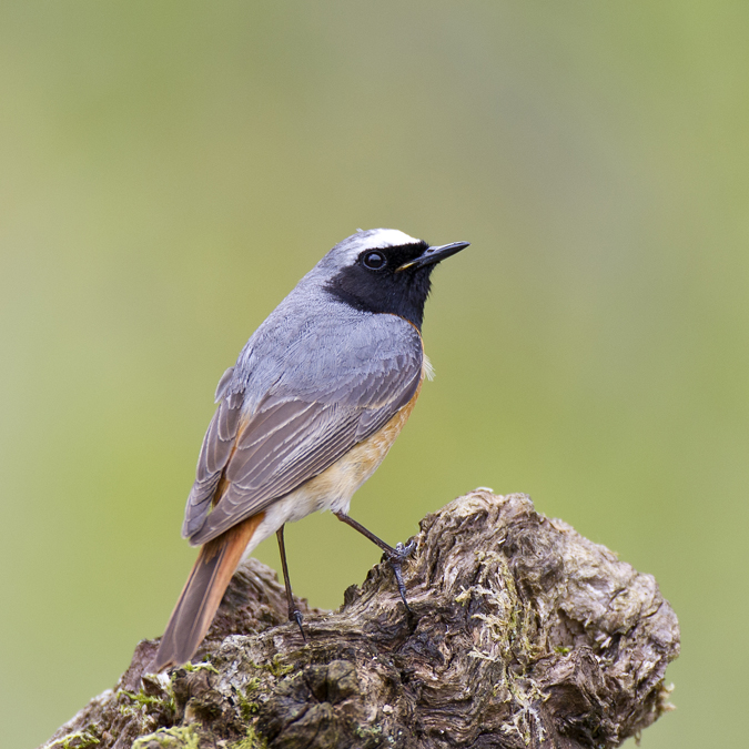Redstart 020