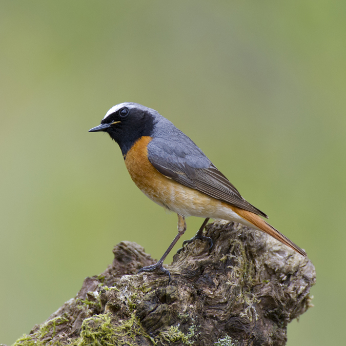 Redstart 013