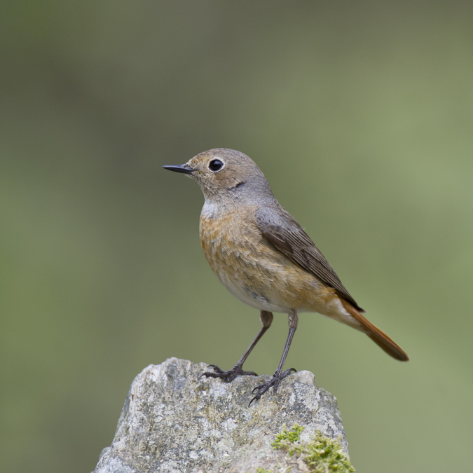 Redstart 014