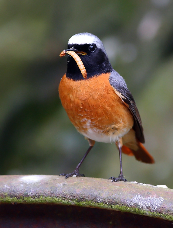 Redstart 009