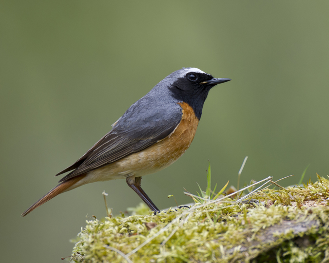 Redstart 015