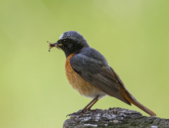 British & European Birds - Redstart