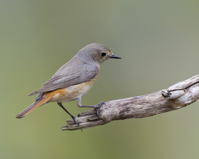 Redstart 016