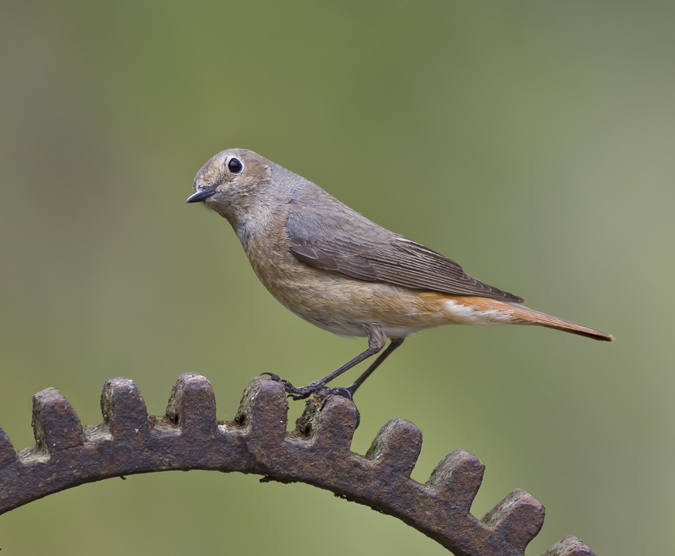 Redstart 017