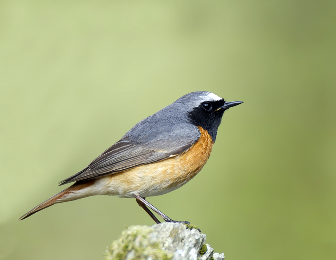 Redstart 010