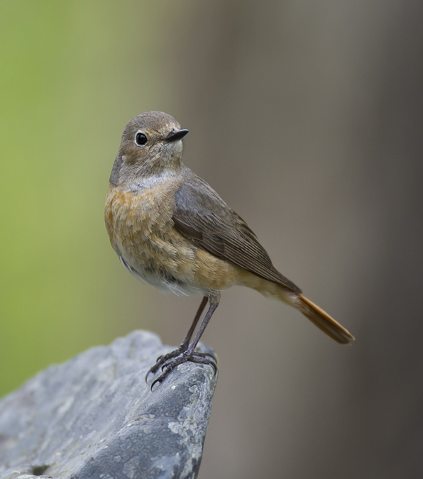 Redstart 011