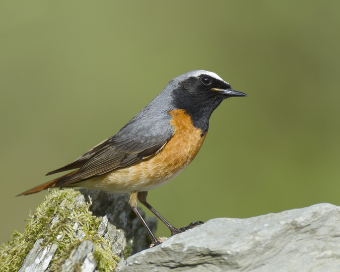 Redstart 012