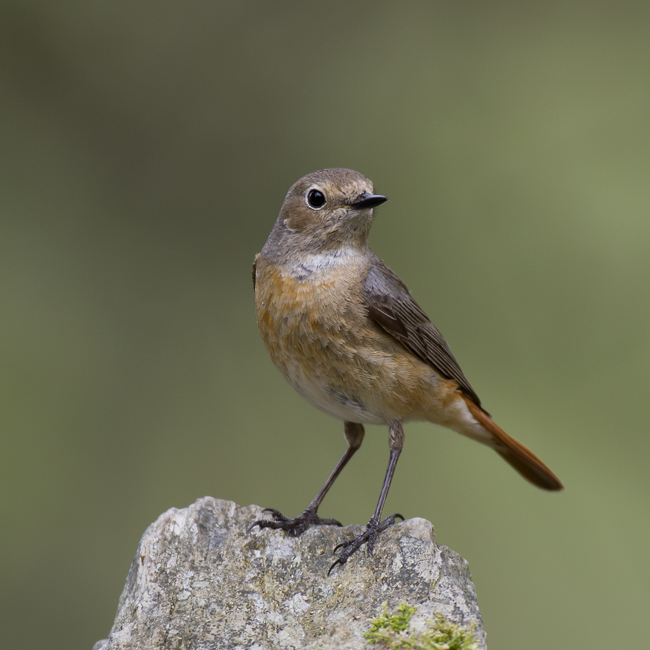 Redstart 018