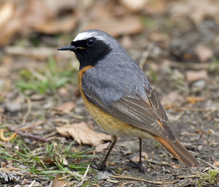 Redstart 022