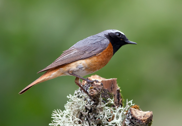 Redstart 007