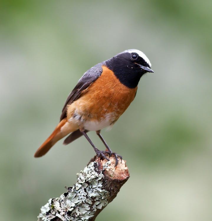 Redstart 004