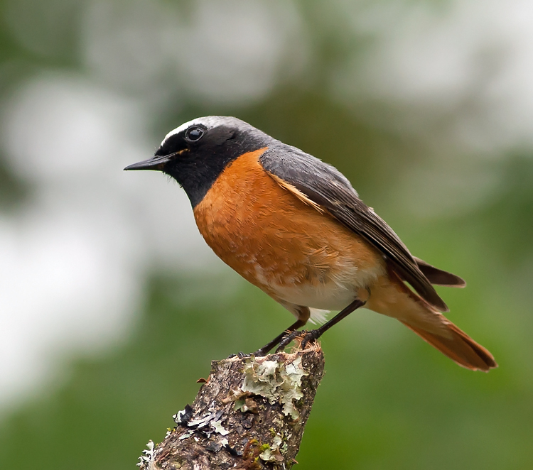 Redstart 005