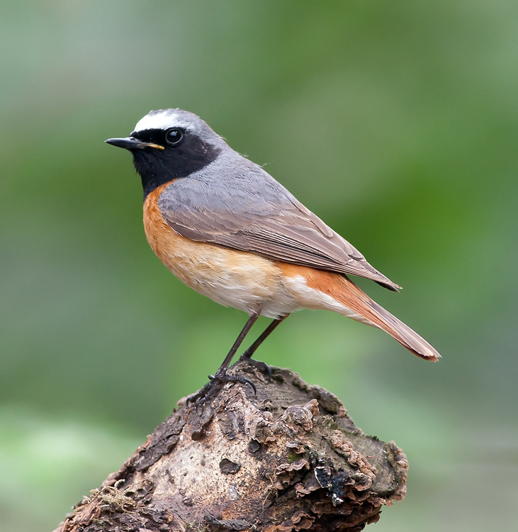 Redstart 008