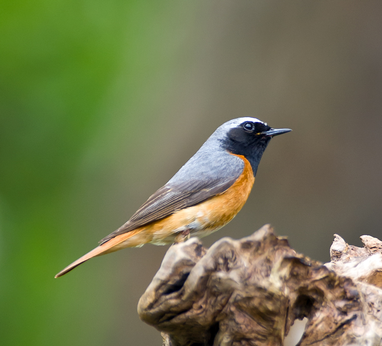 Redstart 003