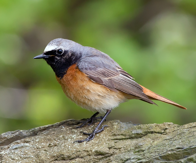 Redstart 001