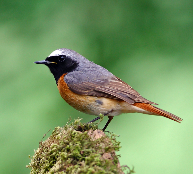 Redstart 006