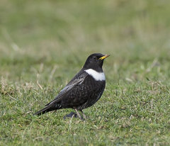 British & European Birds - Ring Ouzel