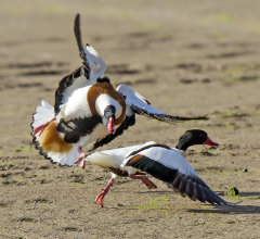 British & European Birds - Shellduck