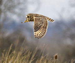 British & European Birds - Short Eared Owl