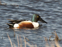 British & European Birds - Shoveller
