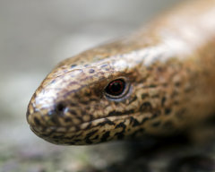 Reptiles