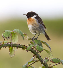Stonechat 026