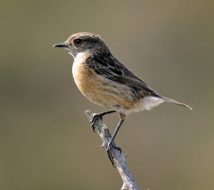 Stonechat 009
