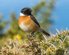 Stonechat 004