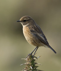 Stonechat 019