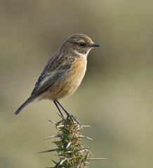Stonechat 017