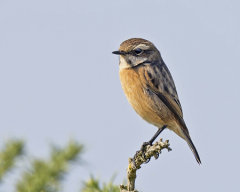 Stonechat 031