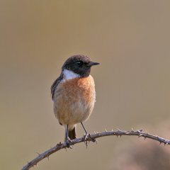 Stonechat 012
