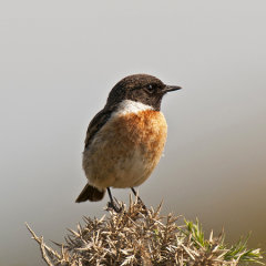 Stonechat 014