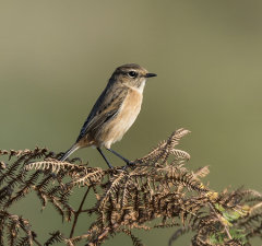 Stonechat 028