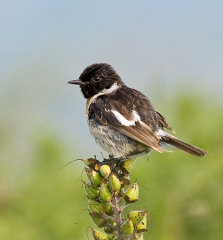 Stonechat 016