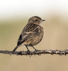 Stonechat 034