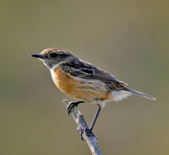 Stonechat 006