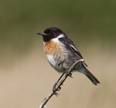 Stonechat 024