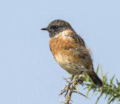 Stonechat 027