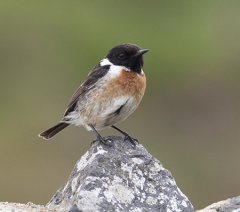 Stonechat 022