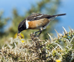 Stonechat 002