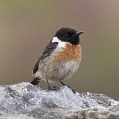 Stonechat 021