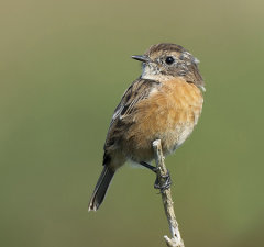 Stonechat 030