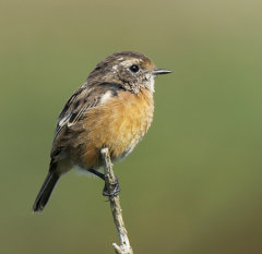 Stonechat 029